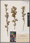 Foto von Salix aurita L.